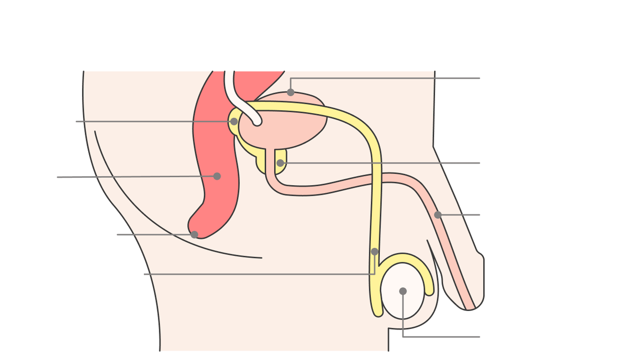 position of the prostate and its structure