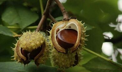 Use of chestnuts to treat prostatitis